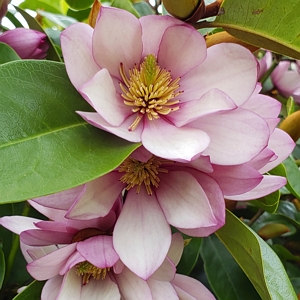 Magnolia Doltsopa Fairy Blush Shrub